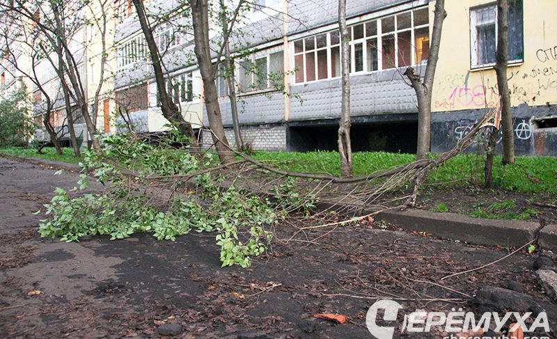 Ветер добавил работы рыбинским коммунальщикам