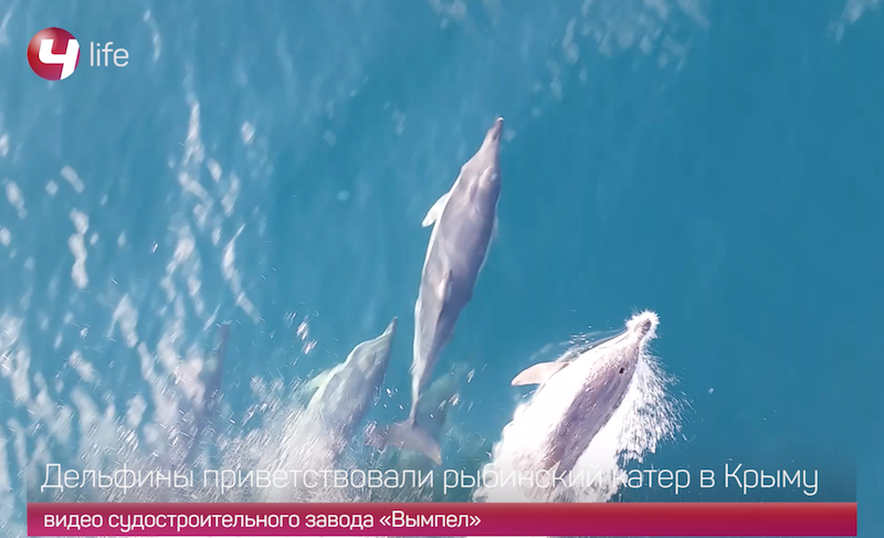 Испытания и приёмку рыбинского катера сопровождали дельфины. Видео