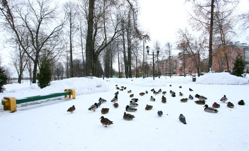 На градуснике — пока зима. Какие прогнозы дают синоптики?