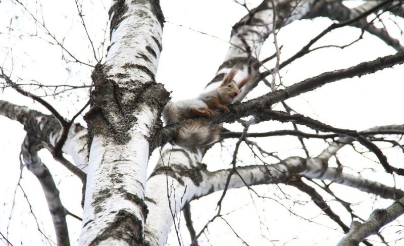 В Волжском парке поселили 15 белок. На «новоселье» приехал Фёдор Конюхов