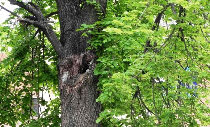 Денег нет, но, стволы, держитесь. Как скоро в Рыбинске можно рассчитывать на выпиливание аварийных деревьев