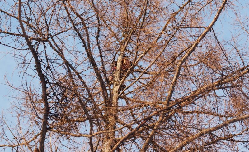 В Карякинском парке поселились белки. Фото