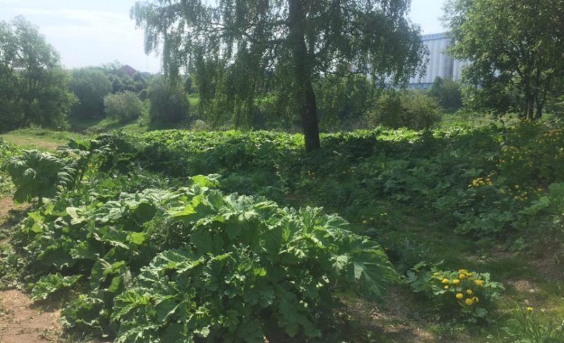 Какие районы Рыбинска обработают против борщевика