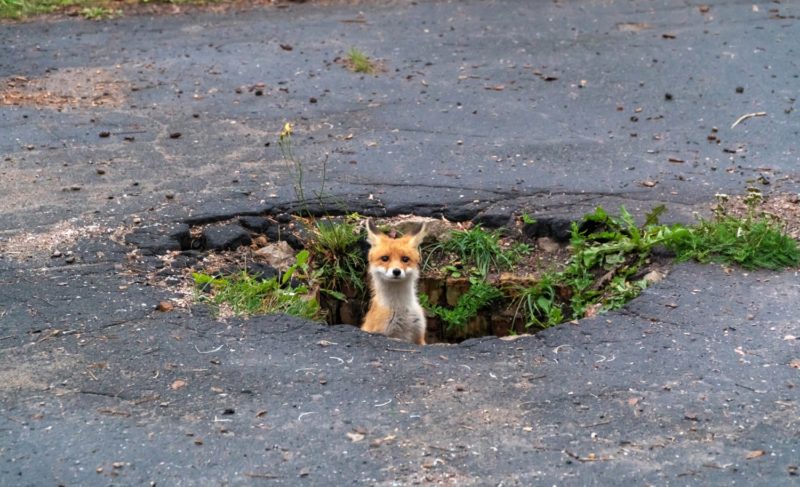 Хорошие новости. Про благоустройство, культуру, спорт и лисят