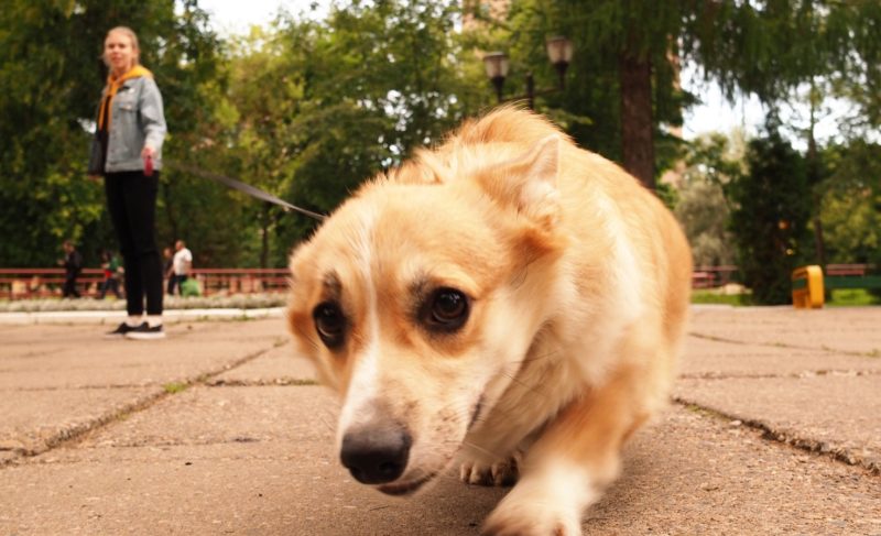 «Из карманов достаньте по пять тысяч». Как рыбинские депутаты обсуждали «собачий» вопрос