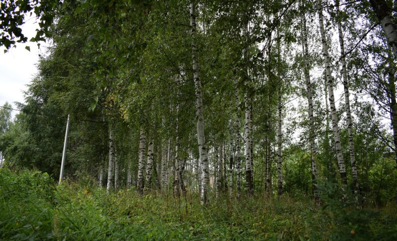 Участки в берёзовой роще на Расторгуева: прокуроры нарушений не нашли