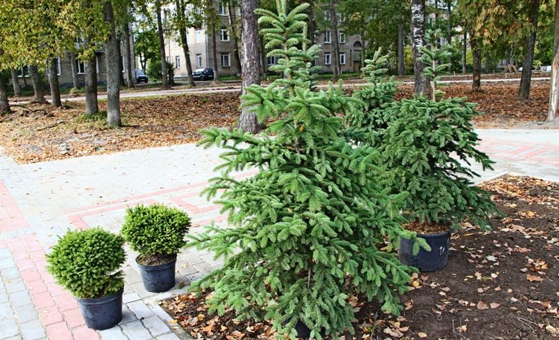 Благоустройство с опозданием: подрядчик срывает сроки работ в парке на Черняховского