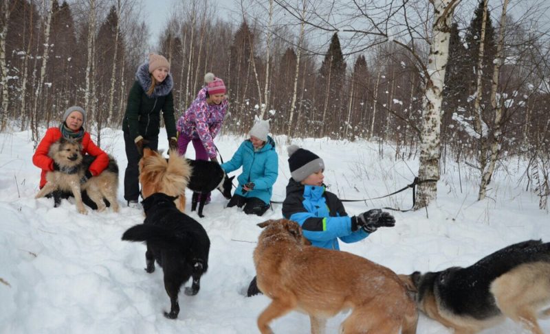 «Бродячая проблема»: как в Рыбинске помогают бездомным животным