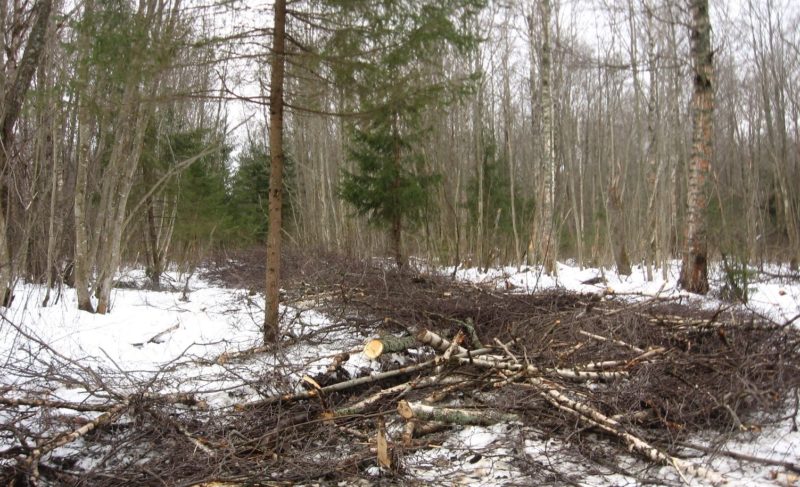 «Деревья здесь особенно ценны». Биолог Татьяна Разумова о рубке леса в районе Рыбинской Лыжни