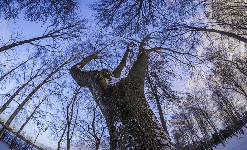 Каким будет начало февраля в Рыбинске. Прогнозы синоптиков