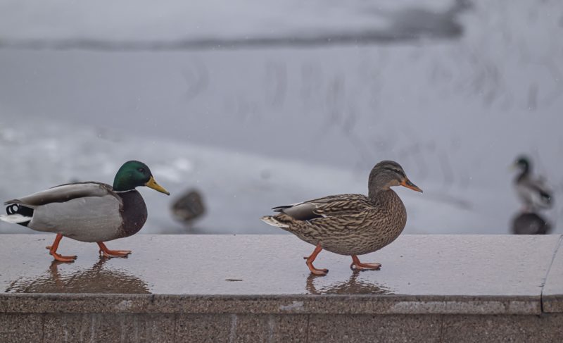 Выходим на уверенный «плюс». Прогноз погоды по Рыбинску