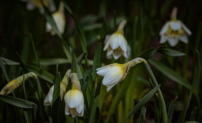 Прохладный май в Рыбинске. Прогноз погоды на неделю