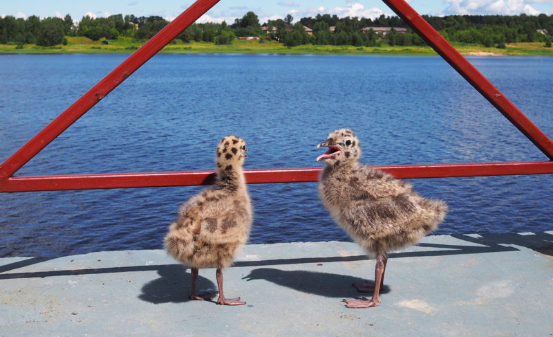 На выходные в Рыбинске снова похолодает. А что насчёт дождей?
