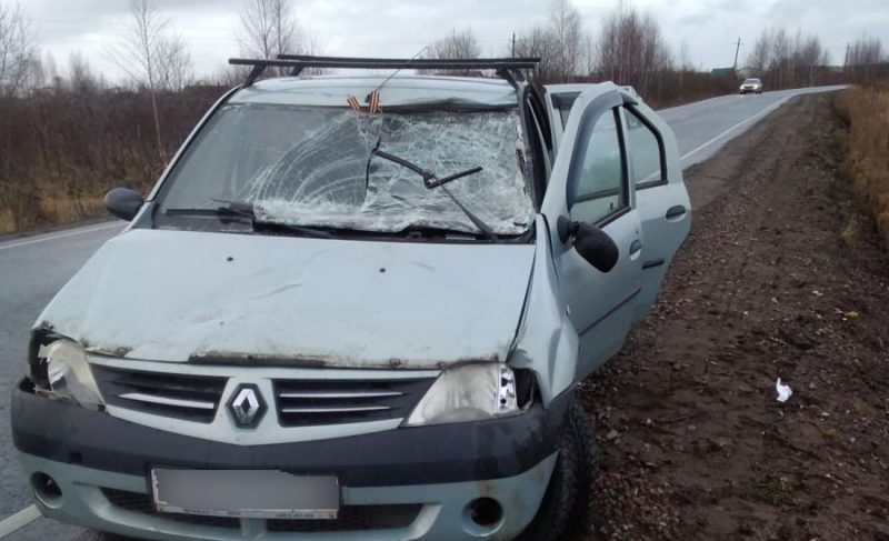 В сводку ДТП за выходные попали два наезда на животных