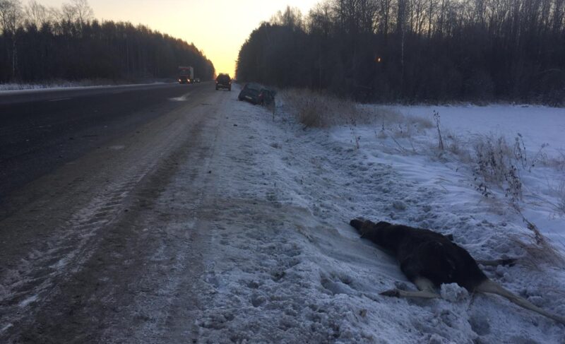В районе Октябрьского иномарка столкнулась с лосем. Двое пострадавших