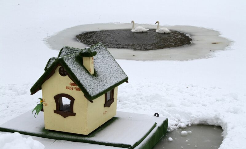 В Карякинском парке поселили пару лебедей. Но увидеть их горожане пока не могут. Фото и видео