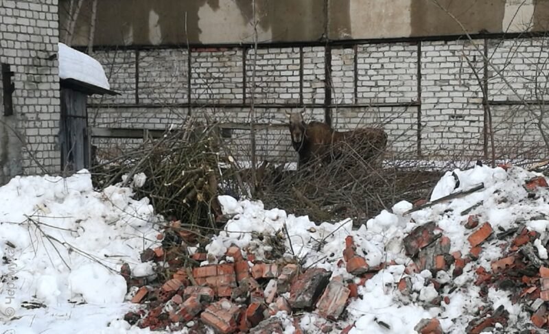 Гости из леса: на Академика Губкина гуляют лоси. Фото и видео