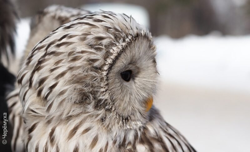 Плюс на минус. В Рыбинске снова похолодает