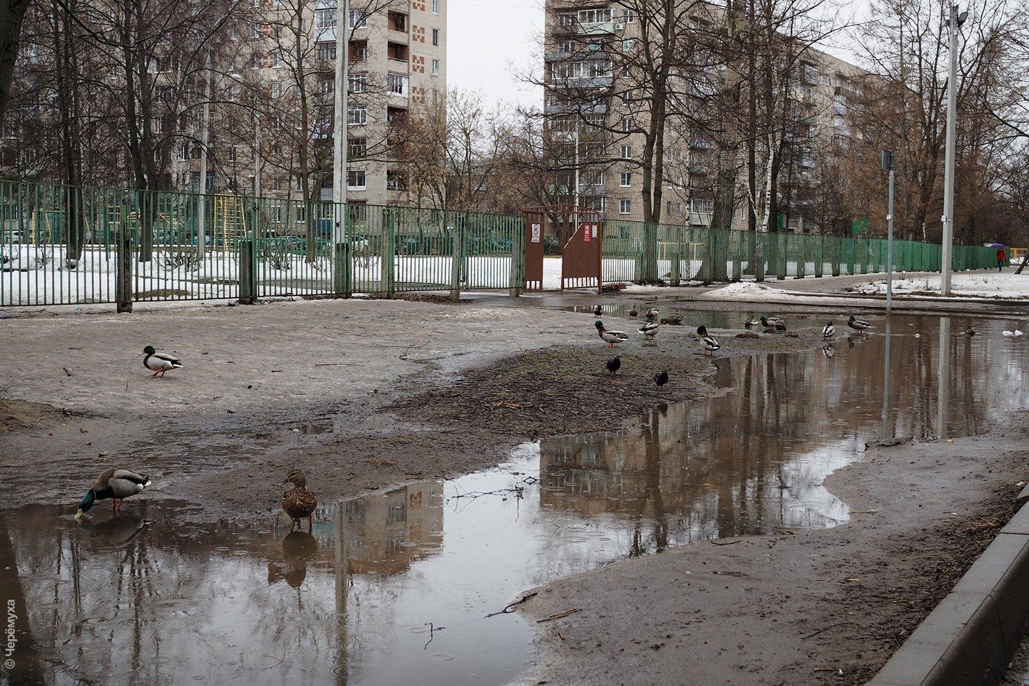 Черемуха рыбинск. Лужа в Ховрино. Лужа в Ростокино. Саратов Фламинго лужа. Комсомольский проспект до реконструкции Томск 1996 лужа.