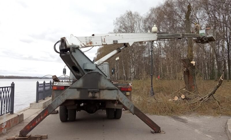 В администрации Рыбинска прокомментировали выпиловку деревьев в Волжском парке