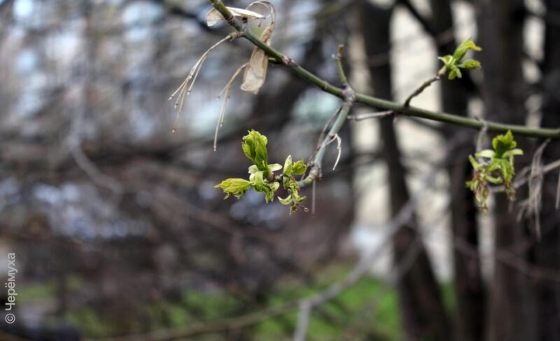 Немного покапает: в Рыбинске ожидаются дожди