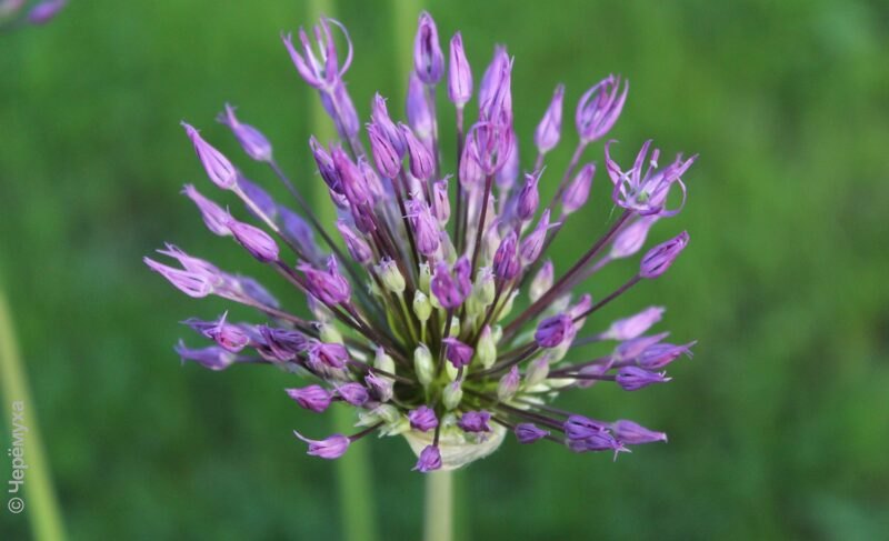 Где же жаркое лето? В Рыбинске снова будет прохладно