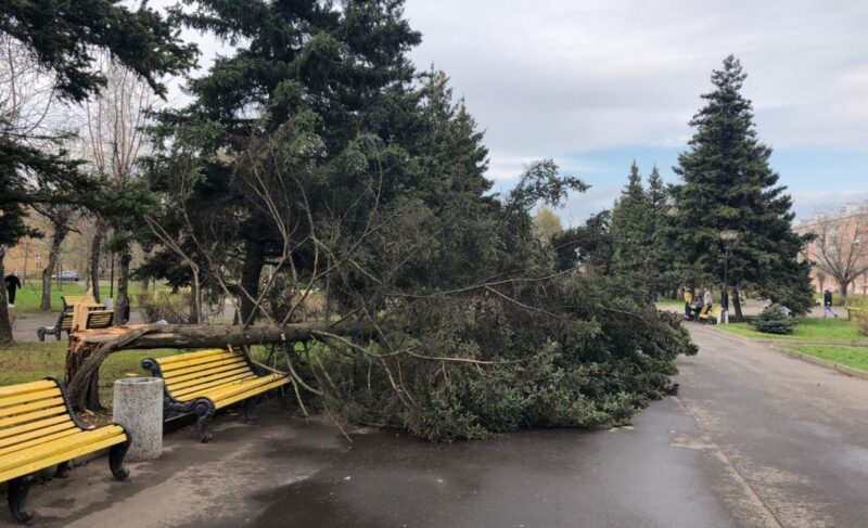 Упавшие деревья и отключения электричества: последствия сильного ветра в Рыбинске