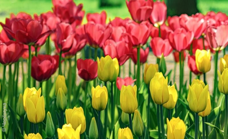 В Рыбинск придут тёплые дни, но ночи будут холодными