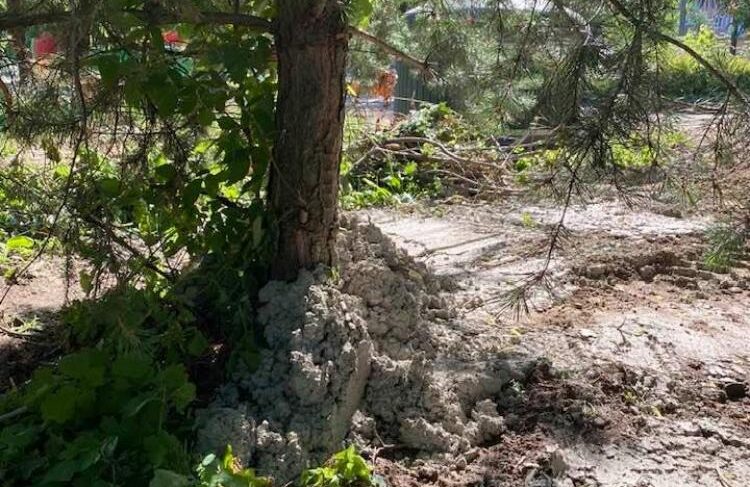«Зацементированные» ели в Волжском парке: комментарий администрации Рыбинска
