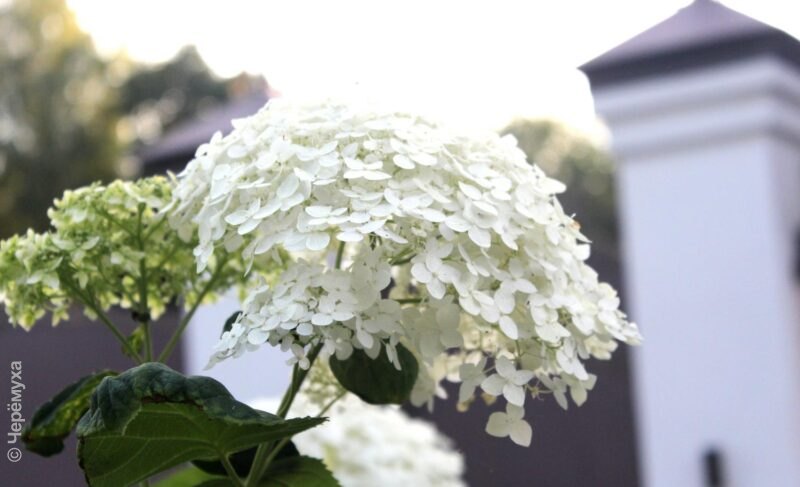 Тепло и дожди. Какая погода ждёт рыбинцев в последнюю неделю июля