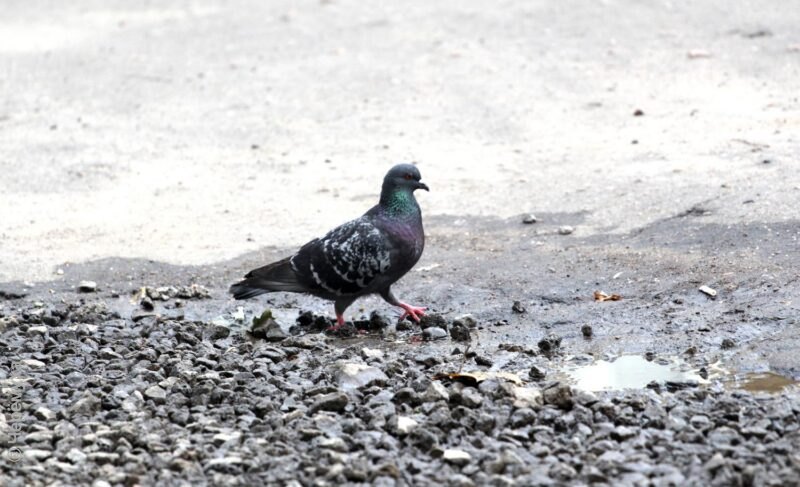 «Плюс» и дожди: синоптики обещают потепление в Рыбинске
