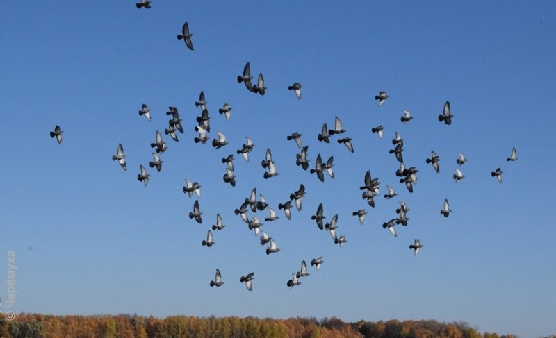 В Рыбинск придёт новая волна похолодания. Но пока будет «плюс»