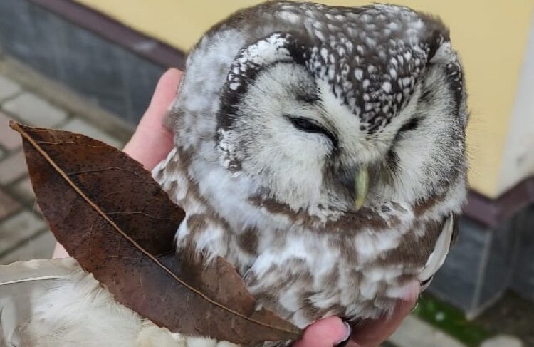 «Я сказала, что очень его боюсь, но попробую помочь». Эмоциональная история спасения совы в Рыбинске