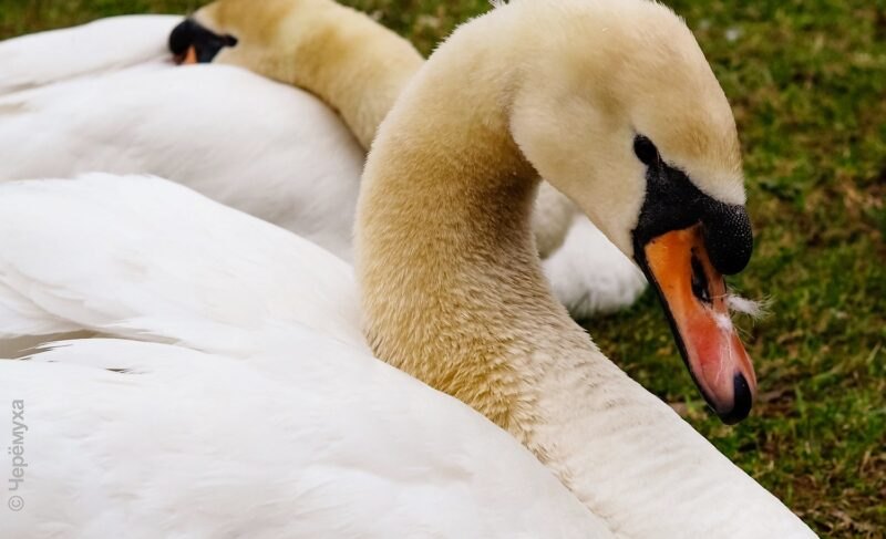 За лебедями обещают присматривать. Карякинский парк снова закрывают