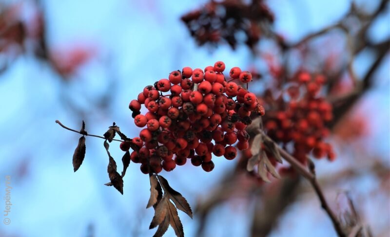 В Рыбинск придут небольшие дожди и слабое потепление