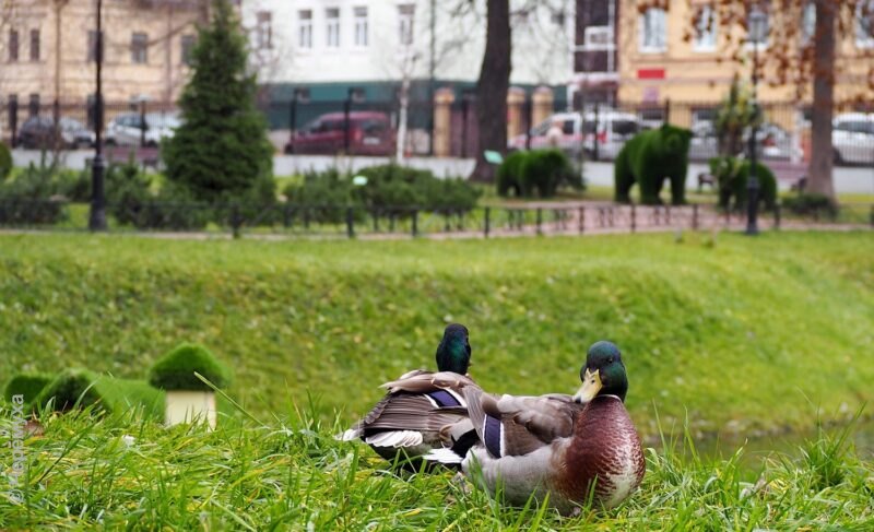 Осенняя прохлада и дожди: прогноз погоды на неделю в Рыбинске