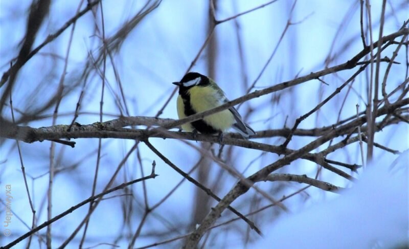 Оттепель — похолодание — снег — мороз. Какой будет последняя неделя 2022-го в Рыбинске