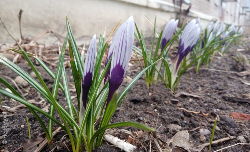 В Рыбинске ожидается новое потепление, но теперь более продолжительное
