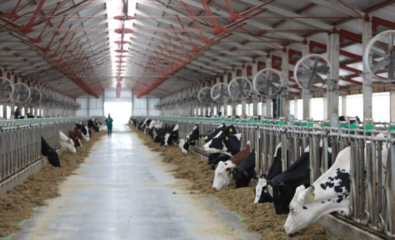 Более миллиарда инвестиций: под Ярославлем открылась новая молочно-товарная ферма