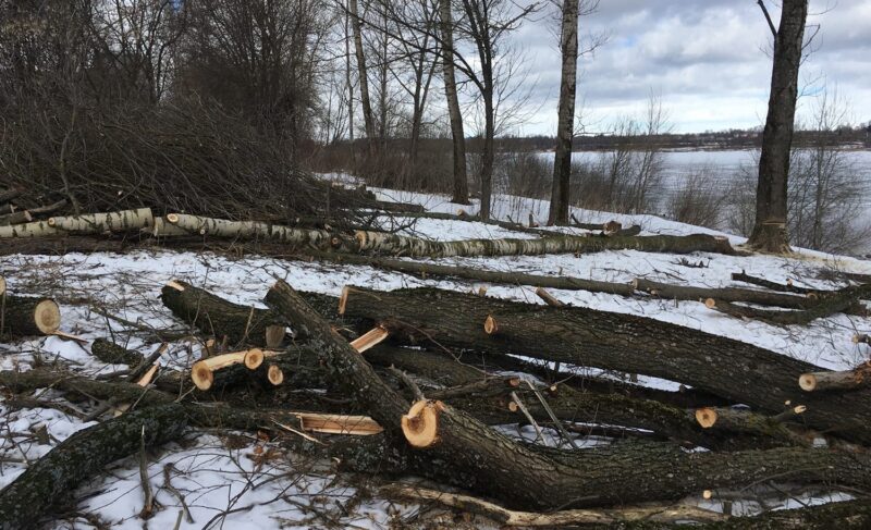 Градозащитники выступили против выпиловки деревьев в районе ДК «Вымпел». В администрации Рыбинска ссылаются на проект берегоукрепления