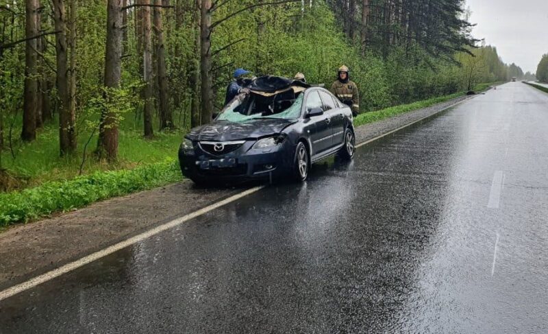 На Окружной Mazda столкнулась с лосем. Пострадала женщина
