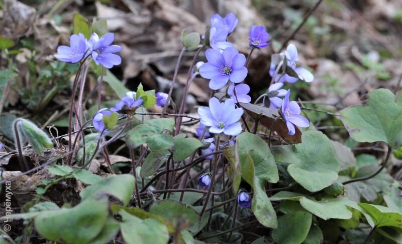 Дождливый май: прогноз погоды в Рыбинске на неделю