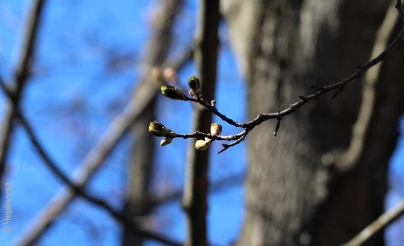 В Рыбинске ощутимо потеплеет, а потом снова похолодает. Прогноз погоды на неделю