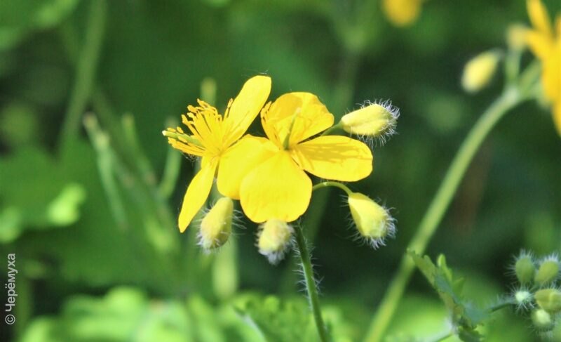 Снова прохладно? Прогноз погоды в Рыбинске
