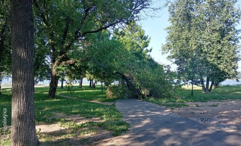 Больной вопрос: на вырубку деревьев в Рыбинске требуется 12 миллионов, но выделили только полтора