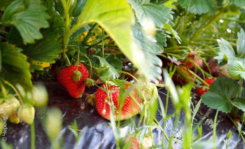 Десять фермеров региона получат господдержку по проекту «Агростартап»