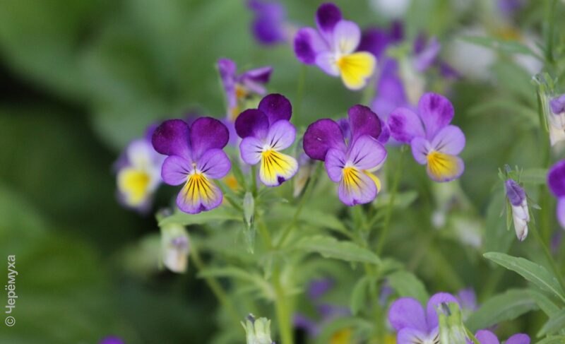 Тепло в Рыбинск вернулось, но, похоже, ненадолго