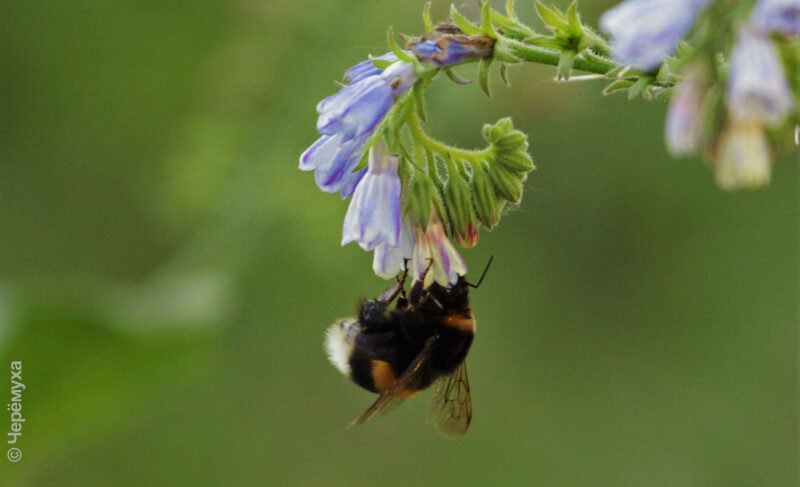 Какими будут конец июля и начало августа в Рыбинске? Прогноз погоды