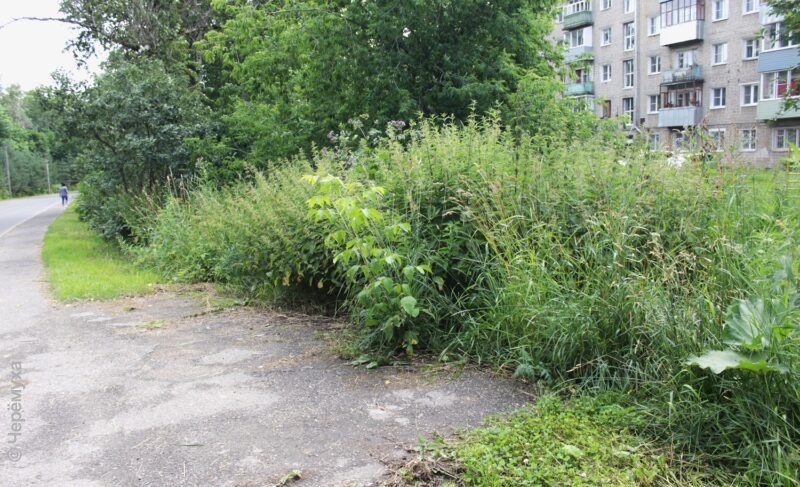 Дмитрий Рудаков пообещал, что в Рыбинске больше не будет заросших обочин