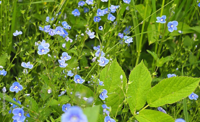 В Рыбинске будет прохладно. Ожидаются и небольшие дожди